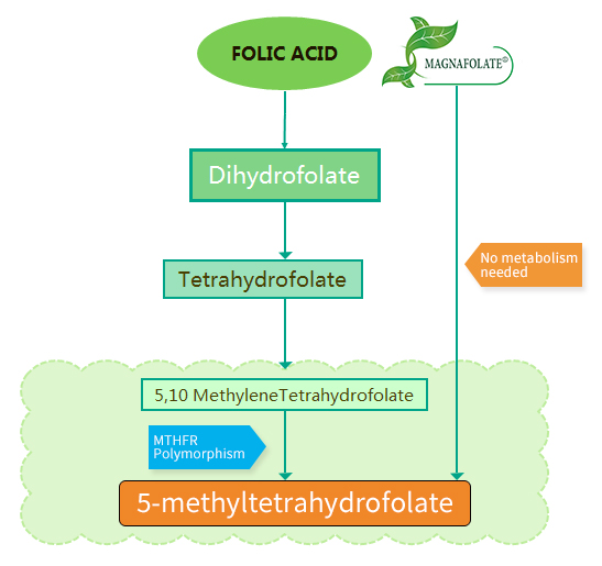 ¿Cuáles son las diferencias entre el ácido fólico y Magnafolate®?