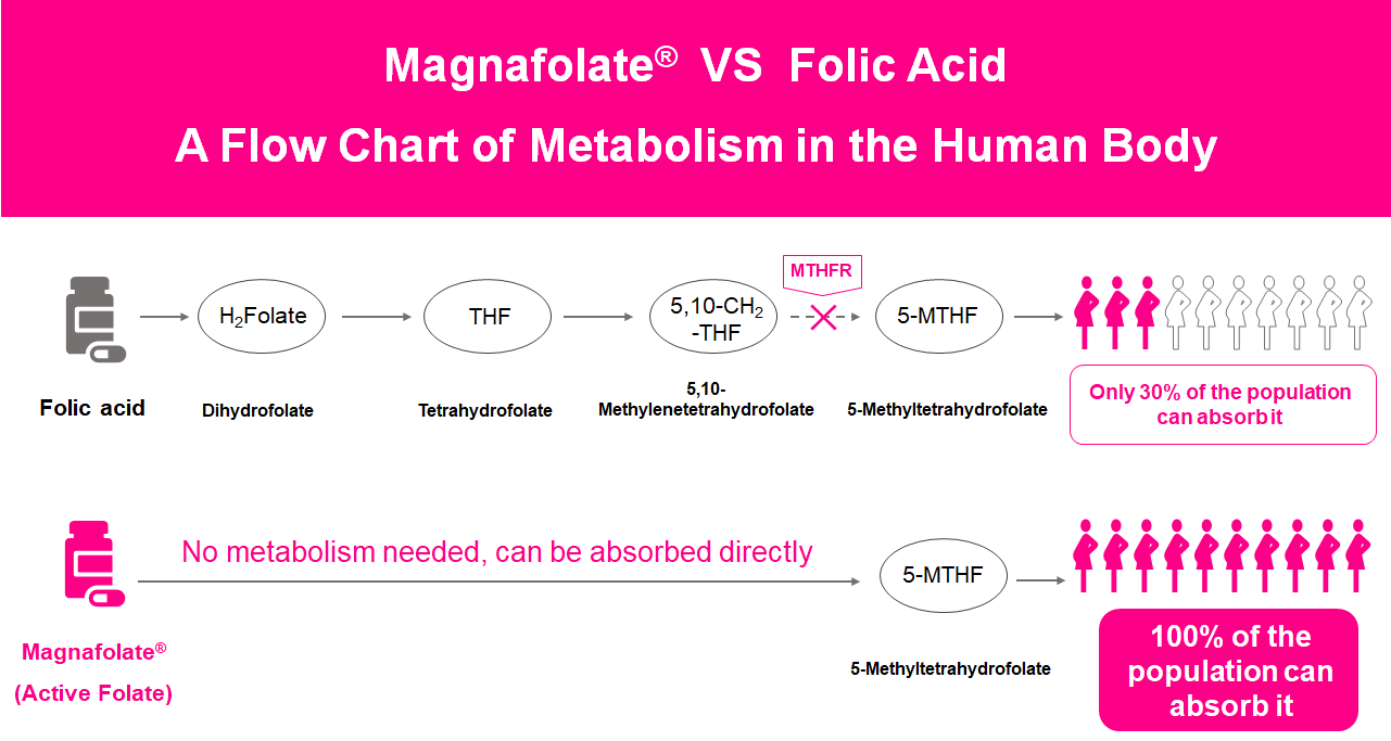 Un diagrama de flujo del metabolismo en el cuerpo humano, folato activo versus ácido fólico