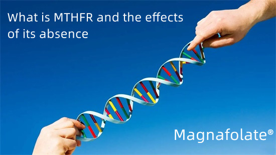 ¿Qué es MTHFR y los efectos de su ausencia?