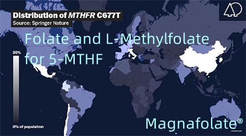 Folato y L-metilfolato para 5-MTHF