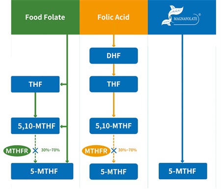 ¿Qué es el 5-metiltetrahidrofolato?