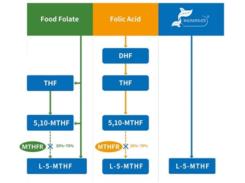 Tres vías metabólicas diferentes del folato