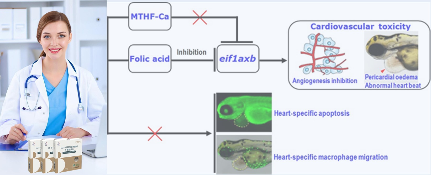Revisión de la literatura | El ácido fólico sintético altas puede representar riesgos cardíacos para los embriones tempranos; 6s-5-metiltetrahidrofolato-calcium resulta más seguro